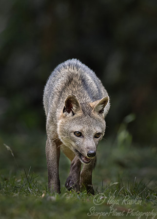 403 Crab-eating fox (Cerdocyon thous) - Colombia cloud forest