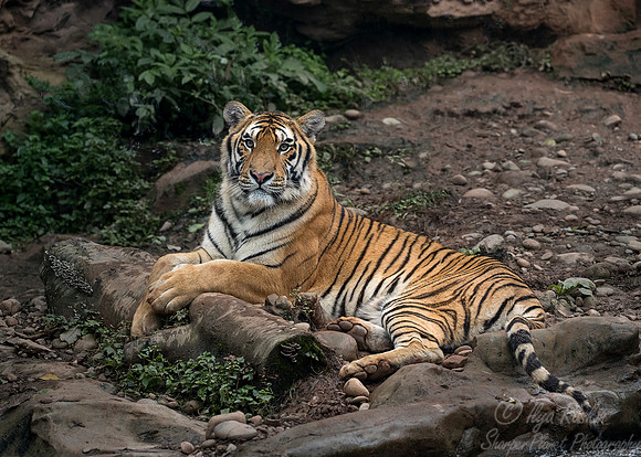 089 Bengal Tiger (Panthera tigris tigris) - Chechuan China