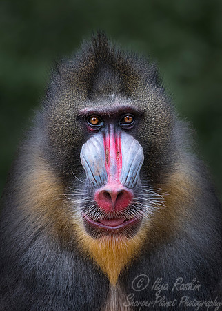 092 Mandrill (Mandrillus sphinx) - Chechuan China