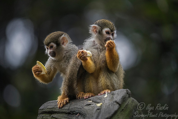 093 Squirrel Monkeys (Saimiri sciureus) - Chechuan China