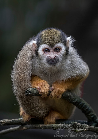 094 Squirrel Monkey (Saimiri sciureus) - Chechuan China
