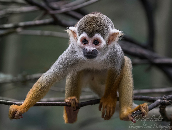 095 Squirrel Monkey (Saimiri sciureus) - Chechuan China