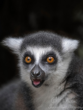 096 Ring-tailed Lemur (Lemur catta) - Chechuan China