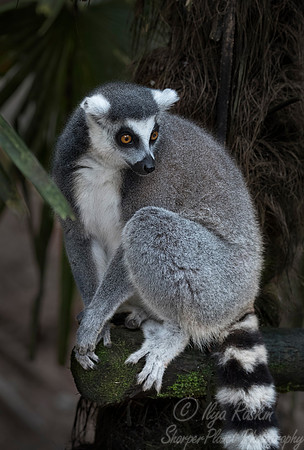 097 Ring-tailed Lemur (Lemur catta) - Chechuan China