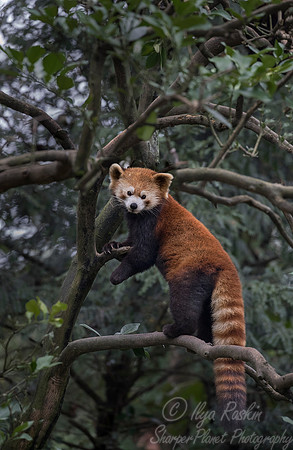 099 Red Panda (Ailurus fulgens) - Chechuan China