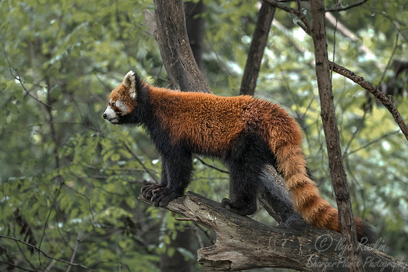100 Red Panda (Ailurus fulgens) - Chechuan China