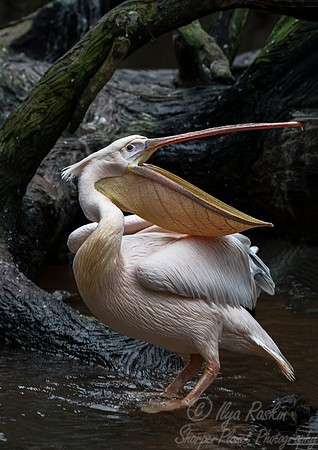121 Great White Pelican (Pelecanus onocrotalus) - Chechuan China