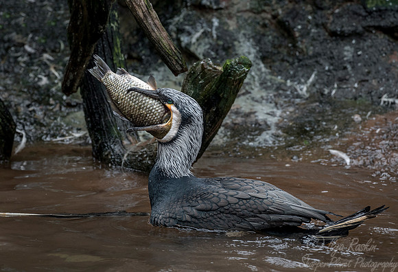 122 Great Cormorant (Phalacrocorax carbo) - Chechuan China