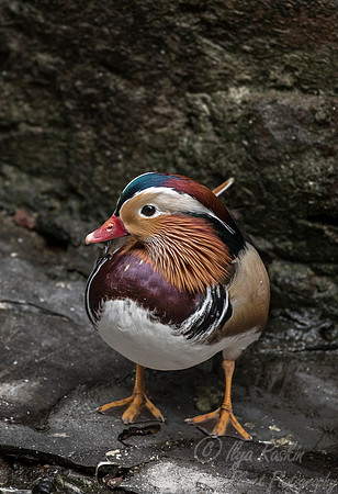 249 Wood Duck (Aix sponsa) - Chechuan China