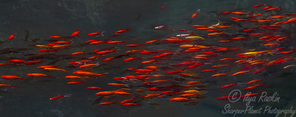 012 Goldfish (Carassius auratus) - Chechuan China