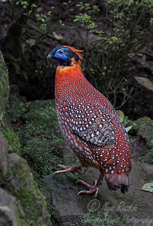 015 Temminck's Tragopan (Tragopan temminckii) - Chechuan China