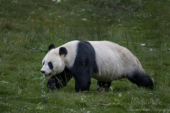 050 Giant Panda (Ailuropoda melanoleuca) - Chechuan China