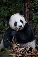 2016 China Animals