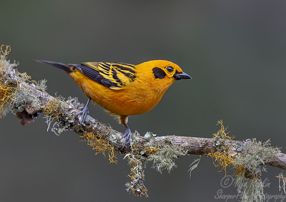 545 Golden tanager (Tangara arthus) - Colombia cloud forest