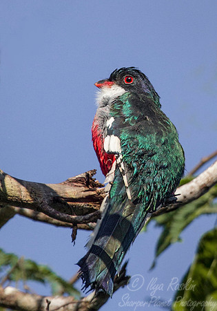 119 Cuban Trogon or tocororo (Priotelus temnurus) - Cuba