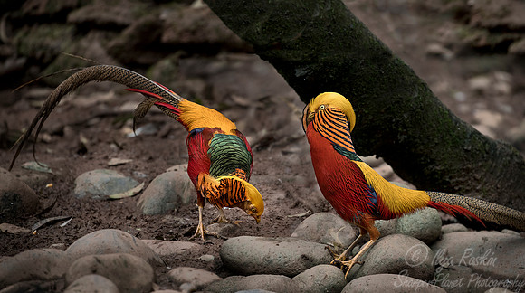 016 Golden pheasant (Chrysolophus pictus) - Chechuan China