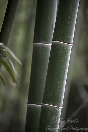 106 Bamboo - Sichuan China