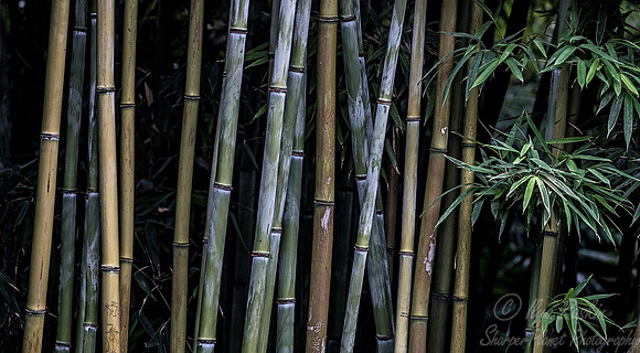 107 Bamboo - Sichuan China