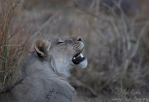222 Lions (Panthera leo) - Botswana