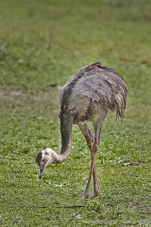 009 Greater rhea - Pantanal Brazil