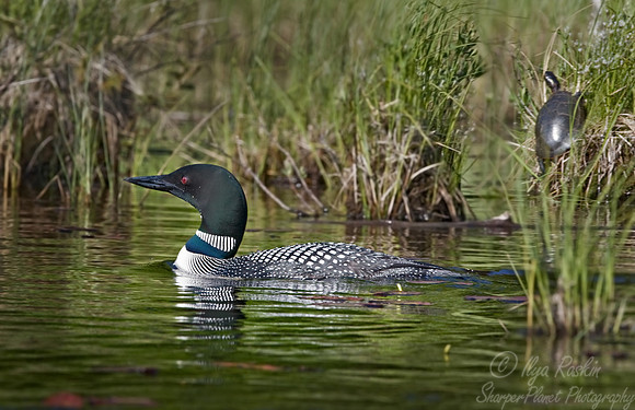 033 Common Loon - MI