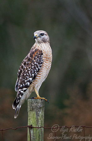 079 Red-shouldered Hawk (Buteo lineatus) FL