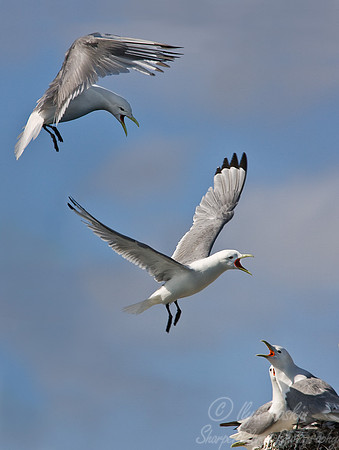 034 Blacked-legged Kittiwake (Rissa tradactyla) - Katmai AK