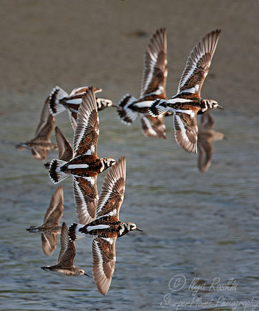 061 Ruddy Turnstones (Arenaria interpres) - DE