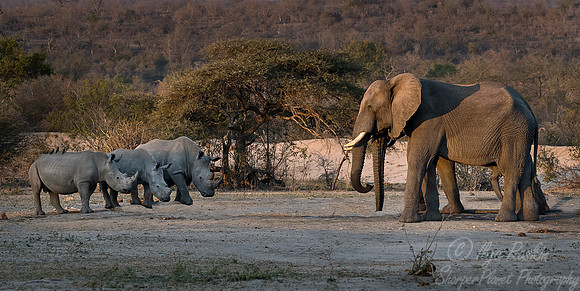 054 African Elephant (Loxodonta africana) and Rhinoceroses - KNP South Africa