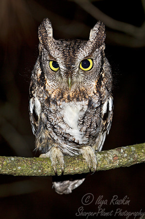 069 Eastern Screech-owl (Megascops asio) - MD