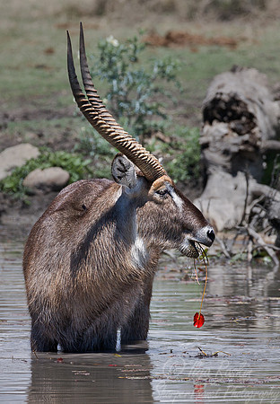 045_Waterbucks (Kobus ellipsiprymnus)_Madikwe_S Africa