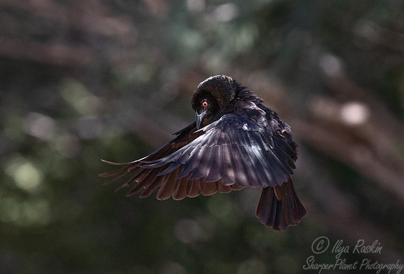 116 Bronzed cowbird (Molothrus aeneus) - TX