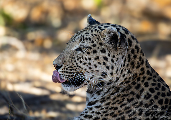 217-225 Leopard (Panthera pardus) - Botswana