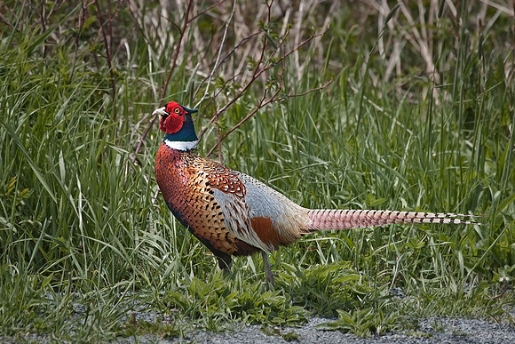 001 Ring-necked Pheasant (Phasianus colchicus) - NS Canada