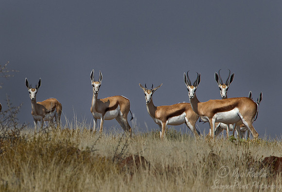 141 Springbok (Antidorcas marsupialis) - Etosha Namibia