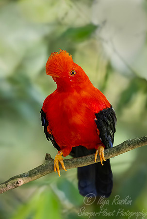612 Andean cock-of-the-rock (Rupicola peruvianus) - Colombia cloud forest