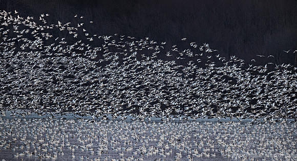 301 Snow geese (Anser caerulescens) - PA