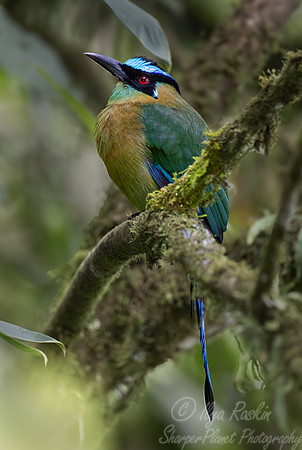 586 Andean motmot or highland motmot (Momotus aequatorialis) - Colombia cloud forest