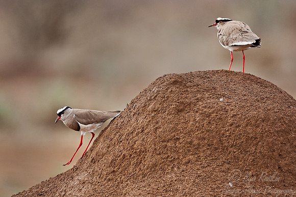 064 Lapwing (Vanellus coronatus) - Madikwe S Africa