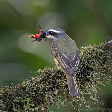 729 Golden-bellied flycatcher (Myiodynastes hemichrysus) - Ecuador