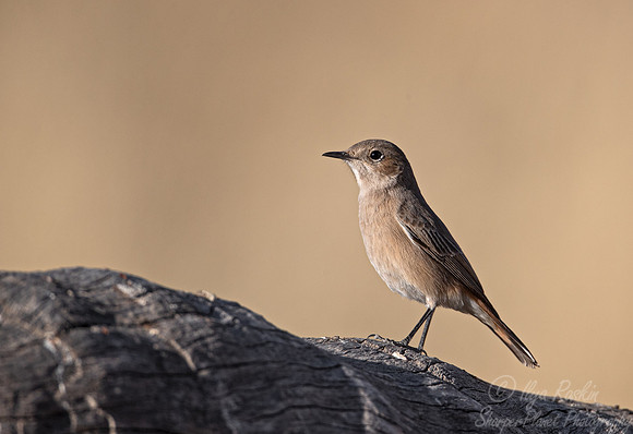 171 Familiar chat (Oenanthe familiaris) - Kgalagadi Transfrontier Park SA