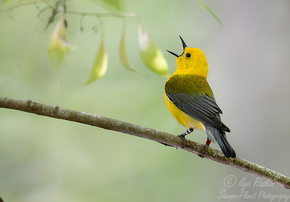 140 Prothonotary warbler (Protonotaria citrea) - SC