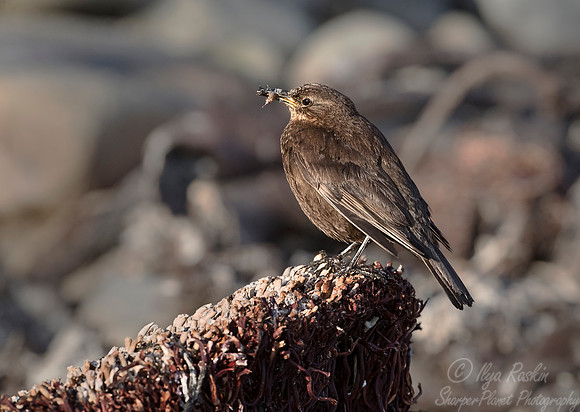 136 Blackish Cinclodes or Tussock bird Cinclodes antarcticus antarcticus) - Falkland Islands