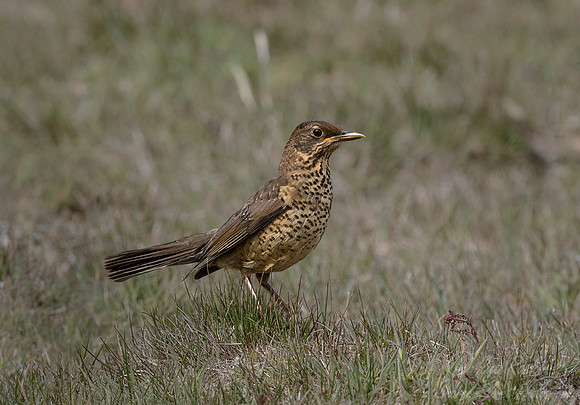 135 Falkland Thrush (Turdus falkland falkland)