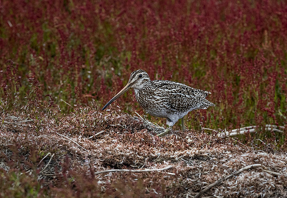 208 South American or Magellan snipe (Gallinago paraguaiae magellanica) - Falkland Islands
