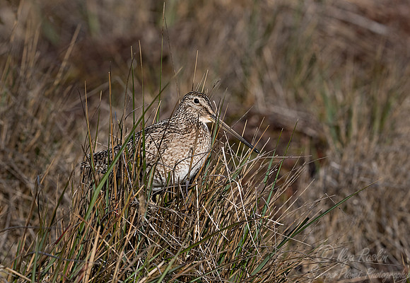 209 South American or Magellan snipe (Gallinago paraguaiae magellanica) - Falkland Islands