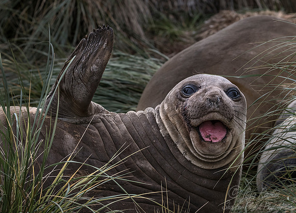 122 Southern Elephant Seals (Mirounga leonina) - Falkland Islands