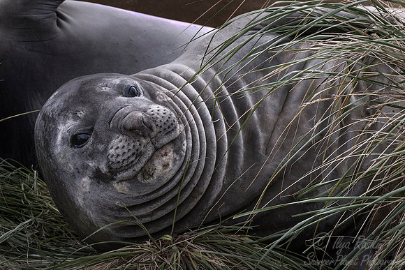 123 Southern Elephant Seals (Mirounga leonina) - Falkland Islands