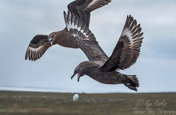 214 Brown Skuas (Catharacta antarctica) - Falkland Islands