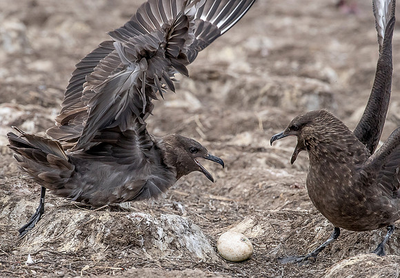 215 Brown Skuas (Catharacta antarctica) - Falkland Islands